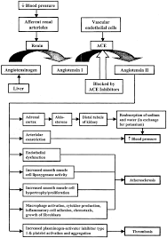 Image result for ACE Inhibitor