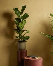 Image result for Ficus tettensis