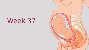 My 14 month old is fighting his second nap, often resulting in him missing it entirely. 37 Weeks Pregnant All You Need To Know Tommy S