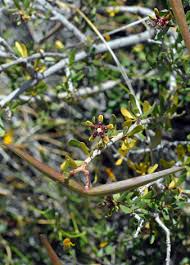 Image result for Periploca