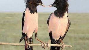 Sejak tahun 2011, dia mendirikan penangkaran burung jalak dengan nama delanggu bf (bird … Jalak Mawar Burung Pendatang Yang Bersuara Mirip Kaset Kusut Om Kicau