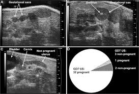 Determination Of Mouse Pregnancy Status With A 55mhz