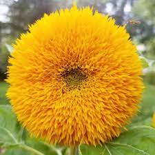 Sunflower Seeds Teddy Bear Sow True Seed