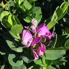 Image result for Polygala marensis