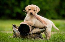 The difficulty of photographing animals comes from our inability to communicate with them, and their. How To Become A Pet Photographer Dog Photographer Rebecca