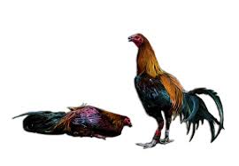 Pin Di Sabung Ayam Png