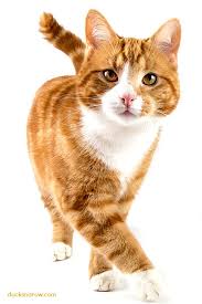50 fascinating facts about cats. Letter C Is For Cat Preschool Lesson And Craft Ducks N A Row