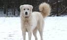 Akbash Dog Breed Information and Pictures