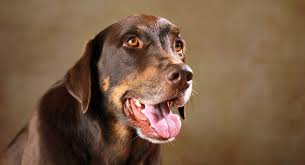 Free shipping on orders over $25 shipped by amazon. Labrottie Your Guide To The Labrador Rottweiler Mix