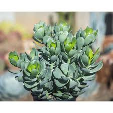 Image result for Senecio greenwayi