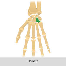 Image result for Hamate Bone
