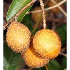 Image result for Parinari