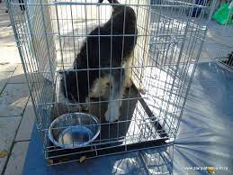 ^ lista clasificării spitalelor din românia, radio românia actualități, 2011.06.17 accesat 2013.02.15. Primul Targ De AdopÈ›ii Din AdÄƒpostul De Caini Din Piatra NeamÈ› A Debutat Cu Succes C