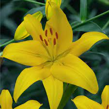 Guersney Lily Flower Yellow Best Flower Wallpaper