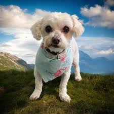 It's that time again!! I'll be out this weekend Sat & Sun Sept 20th & 21st  doing House Call Nail Trims and filing. I come to you for $25 for the first