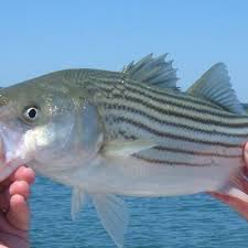 Use this hook setup for either a texas or carolina rig. Catching Striped Bass With Sand Worms Skyaboveus