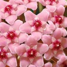 Pin On Indoor Plants Please Live