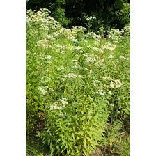 Image result for Hypertelis umbellata