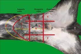 Ventral View Of The Abdomen Of The Dog Showed The Topographic Regions Download Scientific Diagram