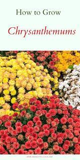 How To Grow Chrysanthemums Garden Mum Planting Mums Beautiful Flowers Garden