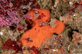 Image result for Scleria clathrata