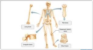 Cells are the smallest independent living thing in the human body.as in other multicellular organisms, cells in the human body are organized into tissues. Mastering A P Chapter 6 Bones And Skeletal Tissues Flashcards Quizlet