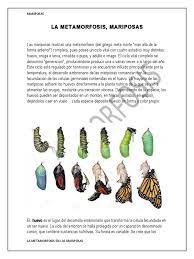 La Metamorfosis Lepidopteros Huevo