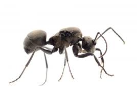 Welcome to solutions pest & lawn! Things You Can Do Now To Prevent Carpenter Ants Later