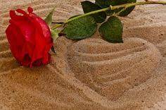 Leona lewis wallpaper for huawei p6. 10 Roses On The Beach Ideas Beach Rose Flowers
