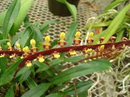 Image result for Bulbophyllum falcatum
