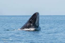 When a large whale breaches. Breaching Fin Whale And Moments Of Grace Baleines En Direct