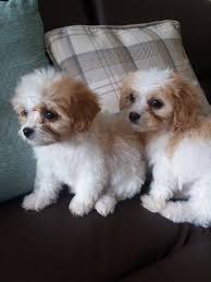 Contact us today if you have any questions about our breeds! Cavachon Puppies For Sale Michigan Avenue Mi 198236