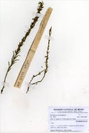 Image result for Striga aspera