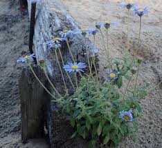 Image result for Pegolettia retrofracta