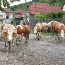 Subventia este de 490 de lei pe cap de animal. Apia Stiri Si Informatii Din Judetul Hunedoara Mesagerul Hunedorean