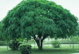 China Berry Tree Love It Trees To Plant Tree Shade Trees