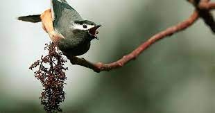 302 白耳挑顏 beautiful birds fish gallery bird photography
