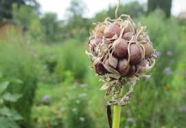 Der Anbau Von Knoblauch Leicht Gemacht Biogarten Fullhorn Knoblauch Anbauen Gemuseanbau Biogarten