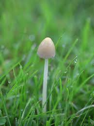 Image result for Conocybe lactea