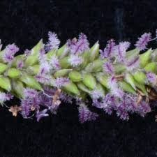 Image result for Sacciolepis africana