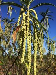 Image result for Barleria boehmii