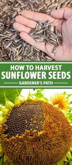 How To Harvest Sunflower Seeds Gardener S Path Harvesting Sunflower Seeds Sunflower Seed Recipes Sunflower Seeds