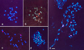 Image result for Adenia rumicifolia