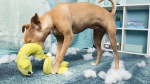 The best chew proof dog beds: What Are The Best Dog Beds For Chewers Bark