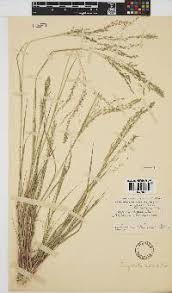 Image result for Lycopodiella sarcocaulon