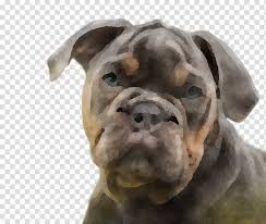 For more than a century it was valued as a farm dog as well as a ferocious and unfailing guardian. American Bulldog Valley Bulldog Olde English Bulldogge Old English Bulldog Toy Bulldog Australian Bulldog Alapaha Blue Blood Bulldog Breed Transparent Background Png Clipart Hiclipart