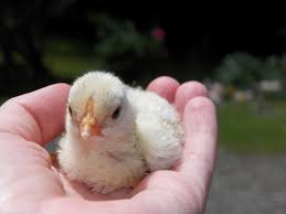 ферма, клюв, домашний скот, сельское хозяйство, курица ...