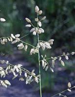 Image result for Eragrostis macrochlamys