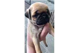 Checking 'include nearby areas' will expand your search. Pug Puppies For Sale From Texas Breeders