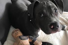 We have produced blue nose pitbull puppies of all sizes including xl, standard and pockets. Blue Nose Pit Bull Things You Should Know About The Blue Nose Pitbull